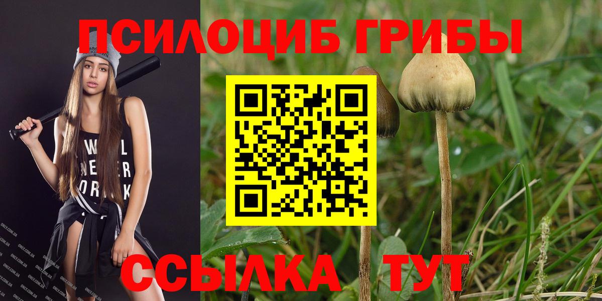 Псилоцибиновые грибы Psilocybe  Вход с VPN  Кимры 